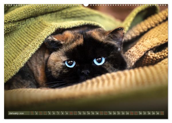 Produktbild: Rare British Shorthair cats (High Quality Premium Wall Calendar 2026 DIN A2 landscape),CALVENDO 12 Month Wall Calendar