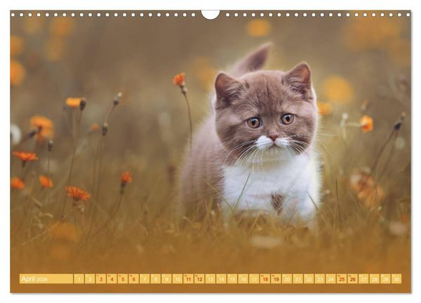 Produktbild: Katzenkinder - Britisch Kurzhaar (Wandkalender 2026 DIN A3 quer), CALVENDO Monatskalender