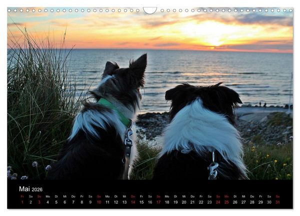 Produktbild: Border Collies machen Urlaub in D&auml;nemark (Wandkalender 2026 DIN A3 quer), CALVENDO Monatskalender