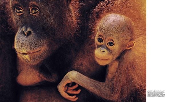 Produktbild: Tiere und ihr Verhalten