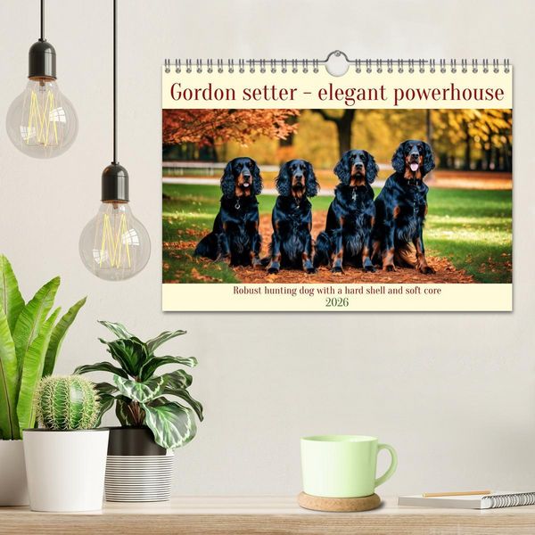 Produktbild: Gordon Setter - elegant powerhouse (Wall Calendar 2026 DIN A4 landscape), CALVENDO 12 Month Wall Calendar
