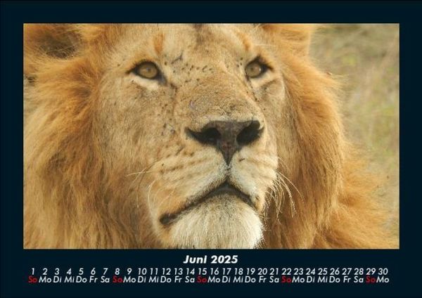 Produktbild: L&ouml;wen in der Wildnis 2025 Fotokalender DIN A5