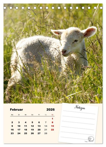 Produktbild: L&auml;mmergl&uuml;ck (Tischkalender 2026 DIN A5 hoch), CALVENDO Monatskalender