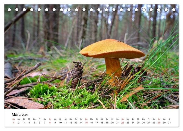 Produktbild: Heimische Pilze (Tischkalender 2026 DIN A5 quer), CALVENDO Monatskalender