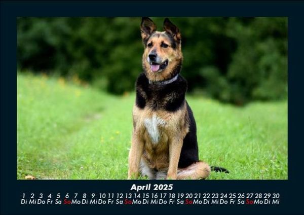 Produktbild: Der Hundekalender 2025 Fotokalender DIN A5