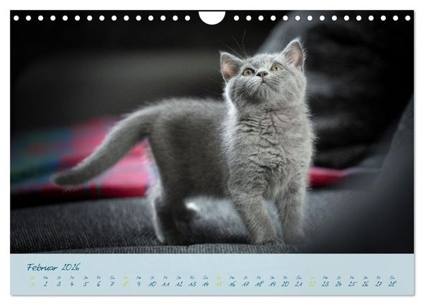 Produktbild: Ein kleiner Kater entdeckt die Welt! (Wandkalender 2026 DIN A4 quer), CALVENDO Monatskalender