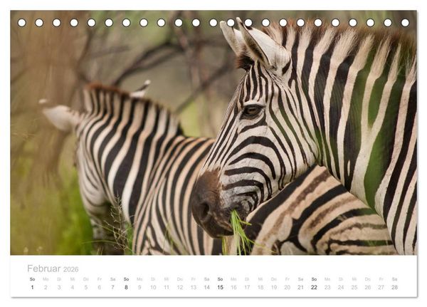 Produktbild: Tierische Gl&uuml;cksmomente mit Weisheiten (Tischkalender 2026 DIN A5 quer), CALVENDO Monatskalender