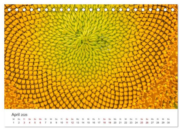 Produktbild: Sonnenblumen - Erstrahlen im freundlichen Gelb. (Tischkalender 2026 DIN A5 quer), CALVENDO Monatskalender