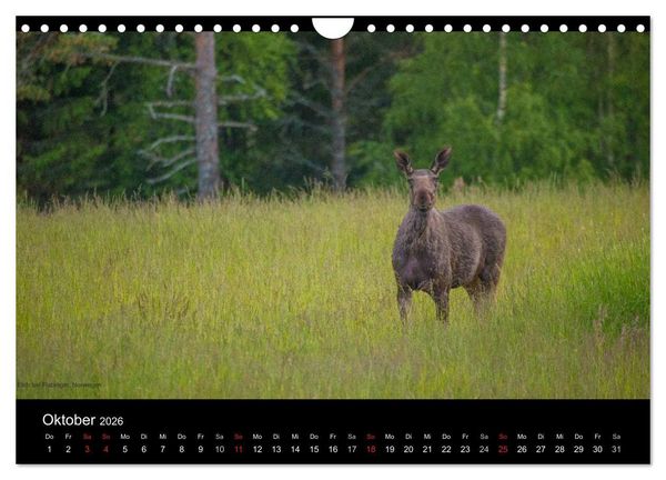 Produktbild: Naturwucht Skandinavien (Wandkalender 2026 DIN A4 quer), CALVENDO Monatskalender