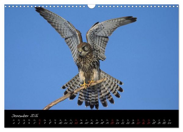 Produktbild: Heimische Eulen und Greife (Wandkalender 2026 DIN A3 quer), CALVENDO Monatskalender