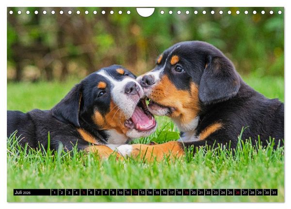 Produktbild: Ein Hund zum Verlieben - Gro&szlig;er Schweizer Sennenhund (Wandkalender 2026 DIN A4 quer), CALVENDO Monatskalender