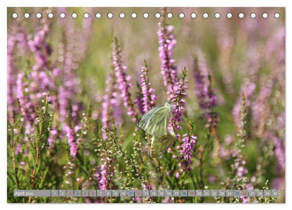 Produktbild: L&uuml;neburger Heide - Faszinierend sch&ouml;n (Tischkalender 2026 DIN A5 quer), CALVENDO Monatskalender