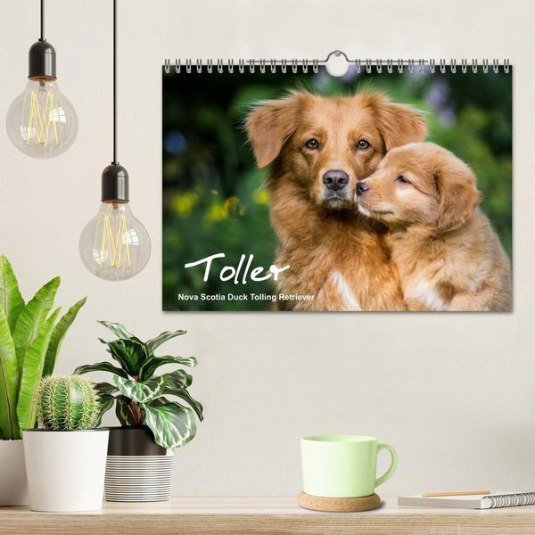 Produktbild: Toller - Nova Scotia Duck Tolling Retriever (Wandkalender 2027 DIN A4 quer), CALVENDO Monatskalender