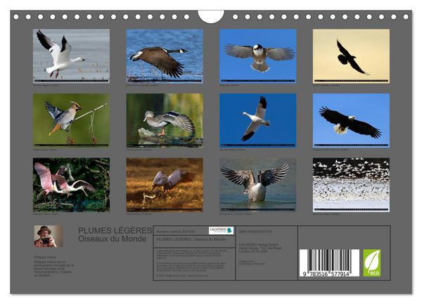 Produktbild: PLUMES L&Eacute;G&Egrave;RES. Oiseaux du Monde (Calendrier mural 2026 DIN A4 vertical), CALVENDO calendrier mensuel