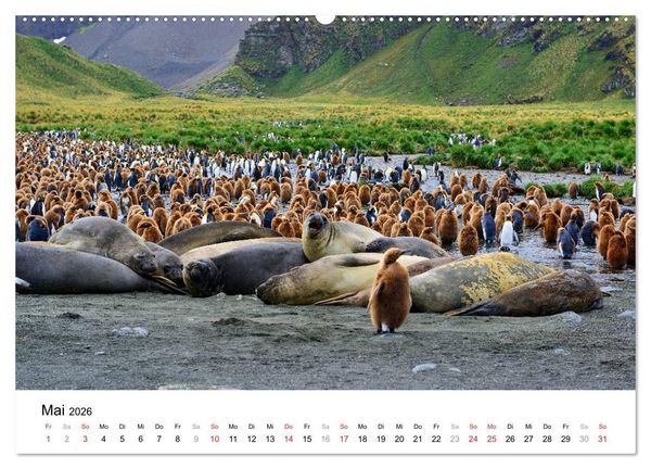 Produktbild: Im Reich der Pinguine (Wandkalender 2026 DIN A2 quer), CALVENDO Monatskalender