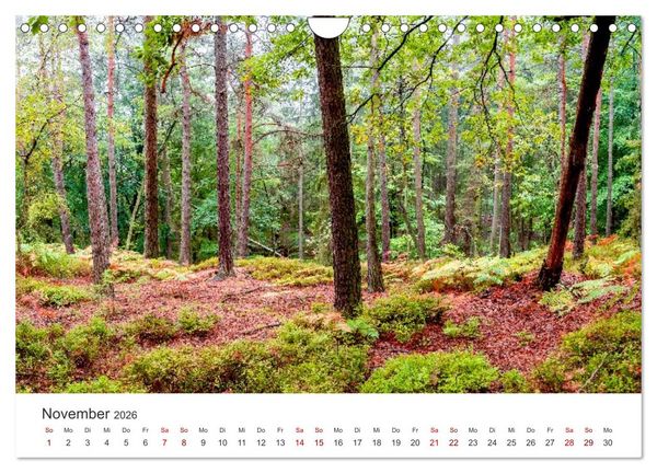 Produktbild: DEUTSCHLAND, S&auml;chsische Schweiz Nationalpark, M&auml;rchenwald (Wandkalender 2026 DIN A4 quer), CALVENDO Monatskalender