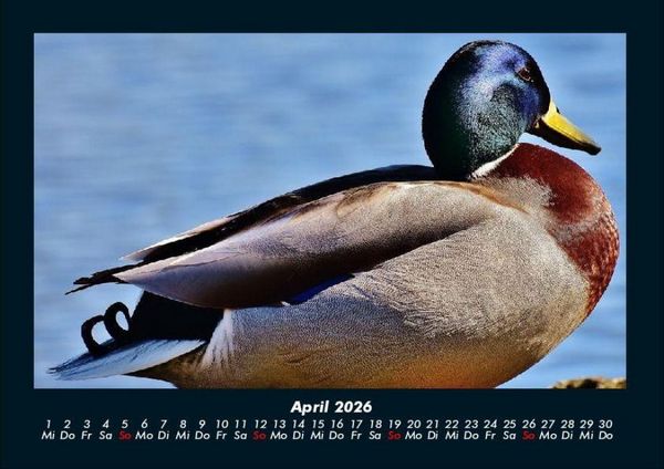 Produktbild: Enten 2026 Fotokalender DIN A4