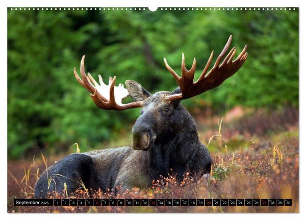 Produktbild: Kanada - Das Paradies f&uuml;r Entdecker (Wandkalender 2026 DIN A2 quer), CALVENDO Monatskalender