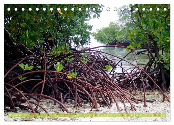 Produktbild: Mangroves - Valuable Habitat (Desk Calendar 2026 DIN A5 landscape), CALVENDO 12 Month DeskCalendar