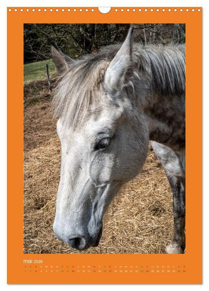 Produktbild: Beaut&eacute; rustique Regards animaliers (Calendrier mural 2026 DIN A3 horizontal), CALVENDO calendrier mensuel