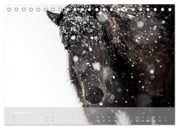 Produktbild: Islandpferde - Stolz und Stark durch Sommer und Winter (Tischkalender 2026 DIN A5 quer), CALVENDO Monatskalender