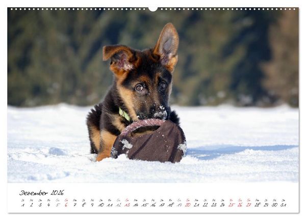 Produktbild: Junge Deutsche Sch&auml;ferhunde (hochwertiger Premium Wandkalender 2026 DIN A2 quer), Kunstdruck in Hochglanz