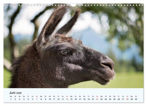 Produktbild: Die Kameliden. H&uuml;bsche Kamele, Lamas und Alpakas (Wandkalender 2026 DIN A3 quer), CALVENDO Monatskalender