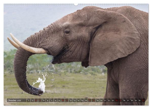Produktbild: Elefanten Begegnungen im &ouml;stlichen und s&uuml;dlichen Afrika (Wandkalender 2026 DIN A2 quer), CALVENDO Monatskalender