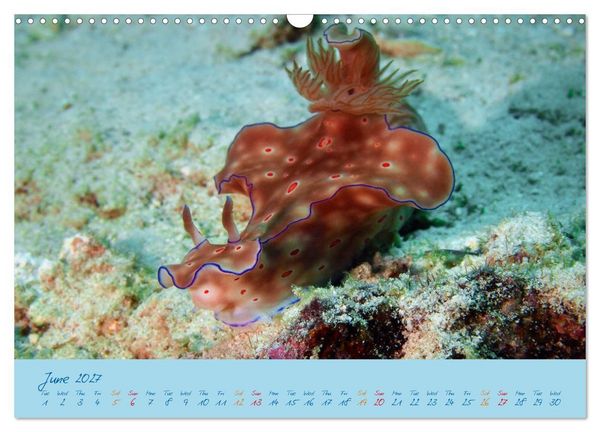 Produktbild: Sea Slugs - Little Wonders - Pure Beauties (Wall Calendar 2027 DIN A3 landscape), CALVENDO 12 Month Wall Calendar