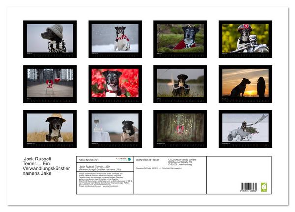 Produktbild: Jack Russell Terrier.....Ein Verwandlungsk&uuml;nstler namens Jake (Wandkalender 2026 DIN A2 quer), CALVENDO Monatskalender