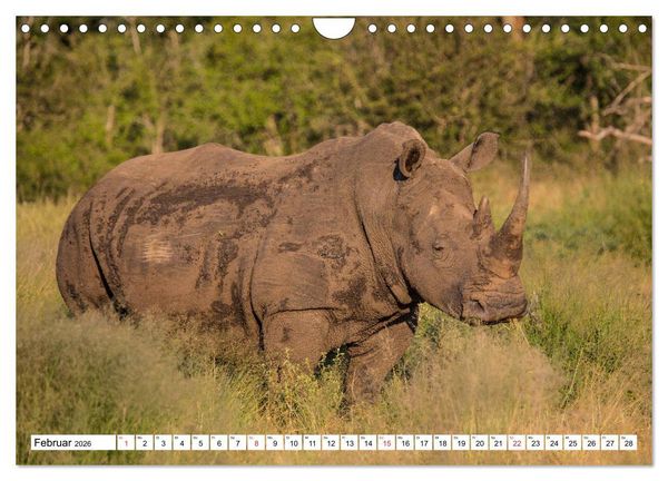 Produktbild: Wunderwelt der Tiere - S&uuml;dafrika (Wandkalender 2026 DIN A4 quer), CALVENDO Monatskalender