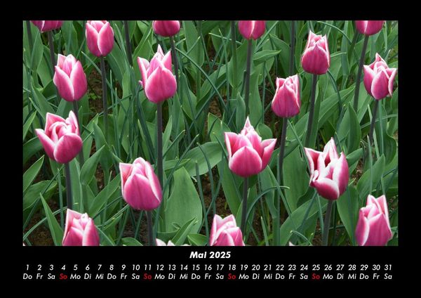 Produktbild: Blumenkalender 2025 Fotokalender DIN A3