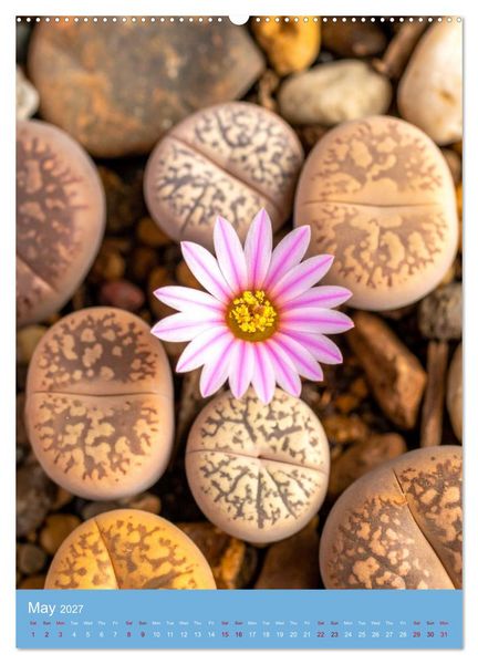 Produktbild: Succulents in Many Shapes (Wall Calendar 2027 DIN A2 portrait), CALVENDO 12 Month Wall Calendar
