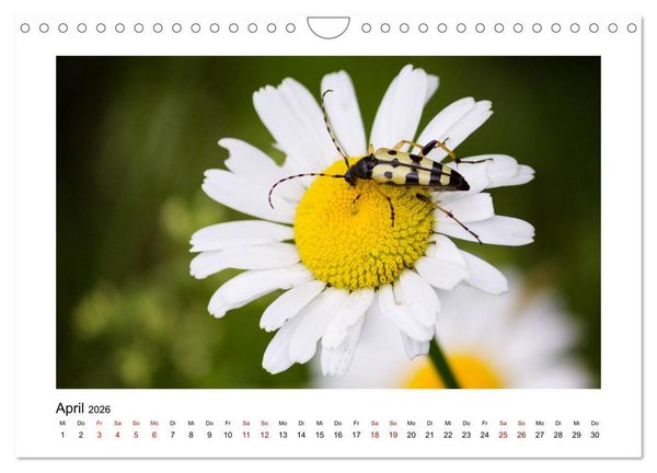 Produktbild: Deutschlands Wildtiere (Wandkalender 2026 DIN A4 quer), CALVENDO Monatskalender