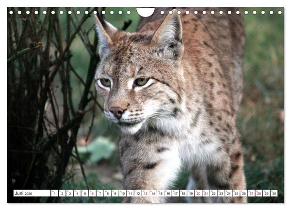 Produktbild: Familie Luchs - Die J&auml;ger mit dem Pinselohr (Wandkalender 2026 DIN A4 quer), CALVENDO Monatskalender