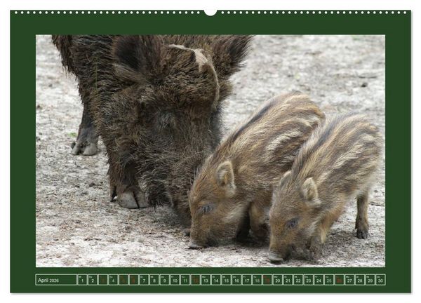 Produktbild: Schweinkram - Die Wildschweine sind los (hochwertiger Premium Wandkalender 2026 DIN A2 quer), Kunstdruck in Hochglanz