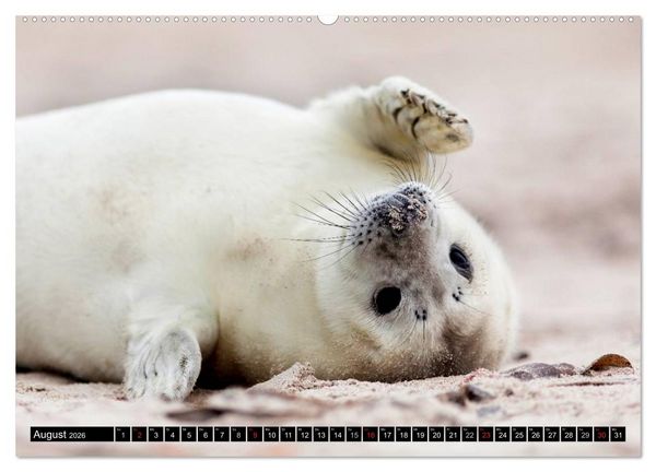 Produktbild: Robbenbabys (hochwertiger Premium Wandkalender 2026 DIN A2 quer), Kunstdruck in Hochglanz