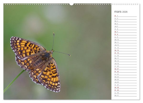 Produktbild: Dans le jardin des papillons (Calendrier mural 2026 DIN A2 vertical), CALVENDO calendrier mensuel