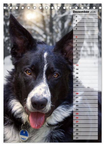 Produktbild: Mein Border Collie (Tischkalender 2026 DIN A5 hoch), CALVENDO Monatskalender