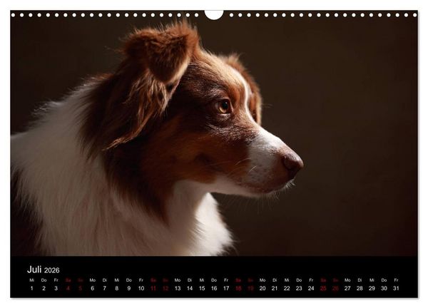 Produktbild: Charmante Australian Shepherds (Wandkalender 2026 DIN A3 quer), CALVENDO Monatskalender
