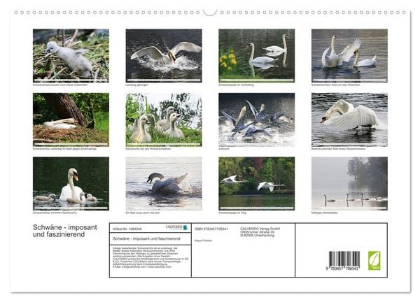 Produktbild: Schw&auml;ne - imposant und faszinierend (hochwertiger Premium Wandkalender 2026 DIN A2 quer), Kunstdruck in Hochglanz