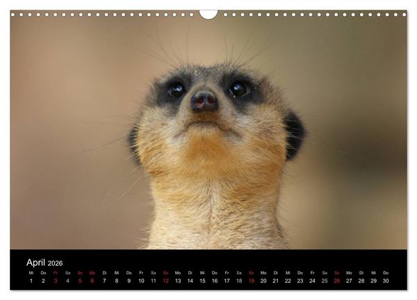 Produktbild: Erdm&auml;nnchen &ndash; Zusammen sind wir stark / CH-Version (Wandkalender 2026 DIN A3 quer), CALVENDO Monatskalender