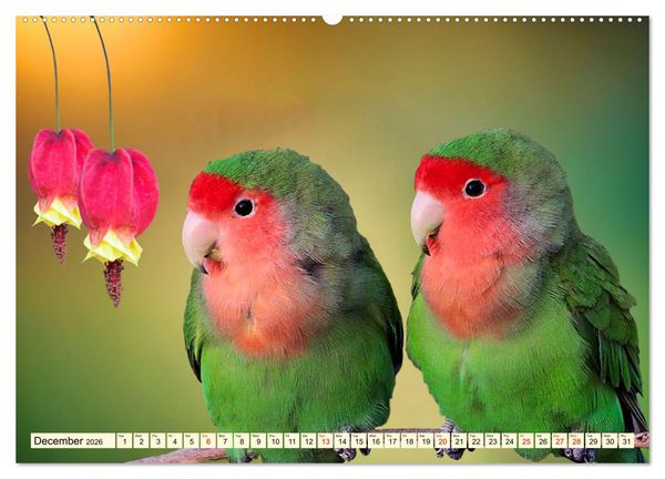 Produktbild: Africa's diverse birdlife (High Quality Premium Wall Calendar 2026 DIN A2 landscape),CALVENDO 12 Month Wall Calendar