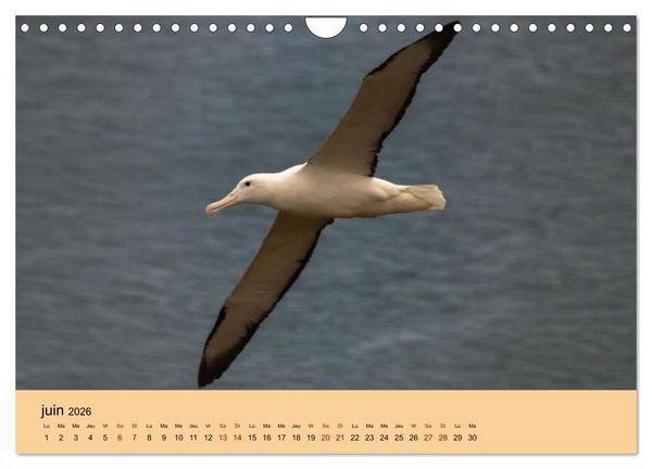 Produktbild: Oiseaux de Nouvelle-Z&eacute;lande (Calendrier mural 2026 DIN A4 vertical), CALVENDO calendrier mensuel