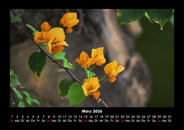 Produktbild: Blumen & Pflanzen 2026 Fotokalender DIN A3