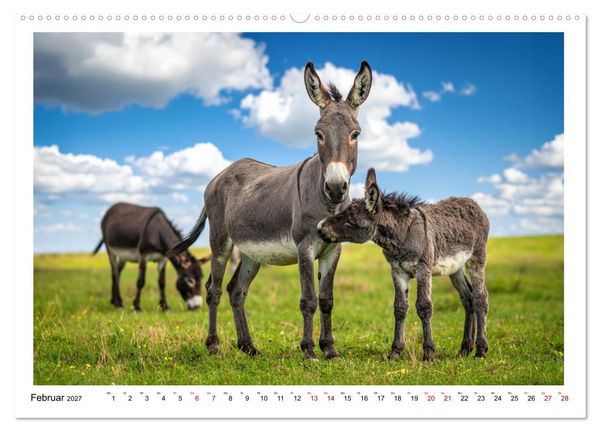 Produktbild: Kleine und gro&szlig;e Eselein (Wandkalender 2027 DIN A2 quer), CALVENDO Monatskalender