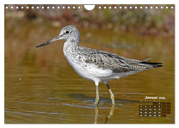 Produktbild: Limikolen - Watv&ouml;gel Europas (Wandkalender 2026 DIN A4 quer), CALVENDO Monatskalender