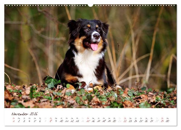 Produktbild: Wunderbare Australian Shepherds (hochwertiger Premium Wandkalender 2026 DIN A2 quer), Kunstdruck in Hochglanz