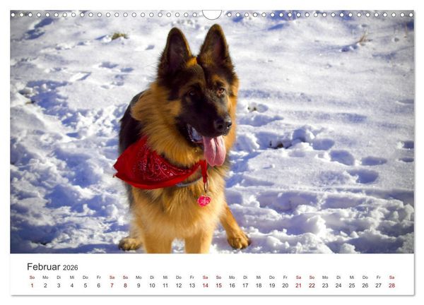 Produktbild: Sch&auml;ferhunde - Die gutm&uuml;tigen Wegbegleiter. (Wandkalender 2026 DIN A3 quer), CALVENDO Monatskalender