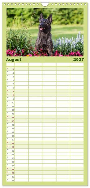Produktbild: Familienplaner 2027 - ausdrucksvolle Holl&auml;ndische Sch&auml;ferhunde mit 5 Spalten (Wandkalender, 21 x 45 cm) CALVENDO
